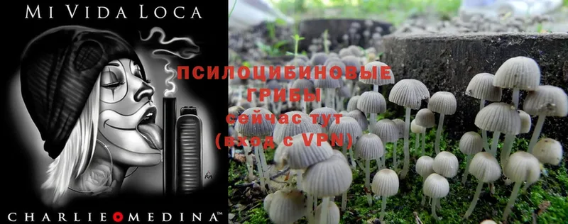 продажа наркотиков  Гвардейск  Галлюциногенные грибы MAGIC MUSHROOMS 